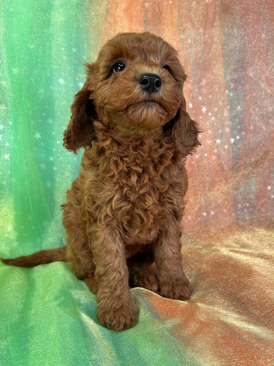 Female F1b Mini Goldendoodle Puppy for Sale DOB 10-21-2024 $1200